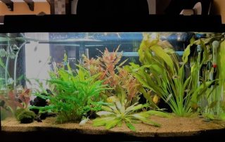 Cómo elegir la mejor bomba de agua para tu acuario