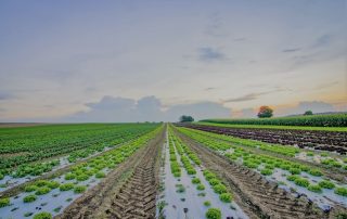 La importancia de una buena bomba sumergible para el riego