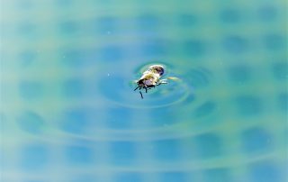 Cómo evitar y combatir a los insectos en tu piscina