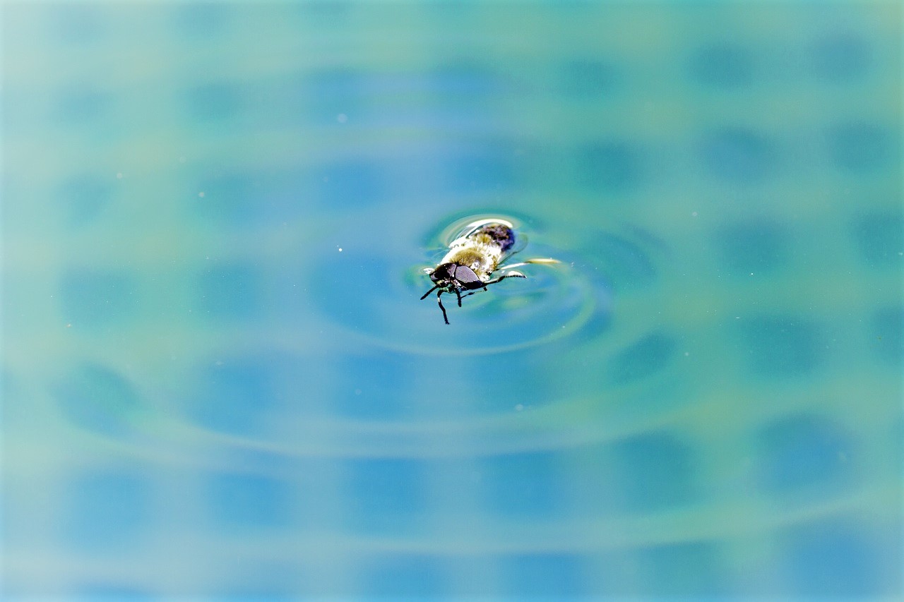 Cómo evitar y combatir a los insectos en tu piscina